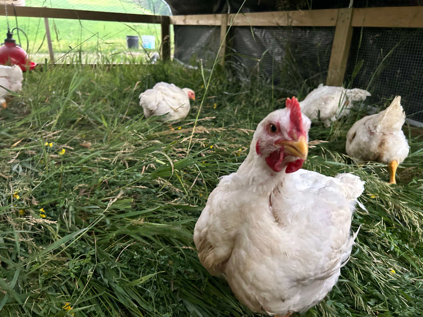 Pasture Raised Chicken Wings